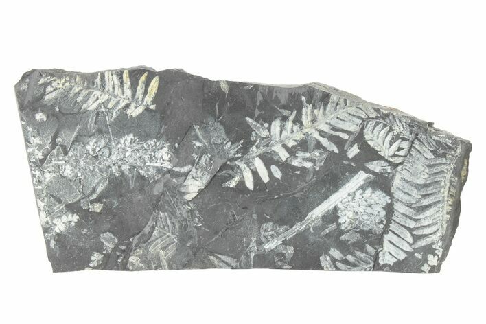 Fossil Seed Fern (Alethopteris) Plate - Pennsylvania #229335